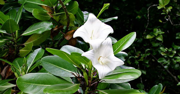 National Flower of Koror called the Rur