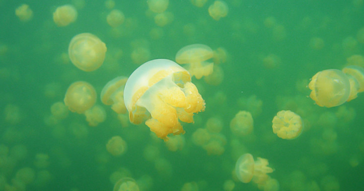 Jellyfish Lake