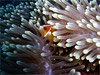 Clown Fish in an Anemone