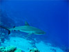 Gray Reef Shark