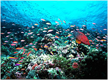 Beautiful Coral Reef